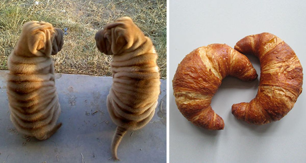 1 photo of two brown shar pei puppies and 1 photo of two croissants