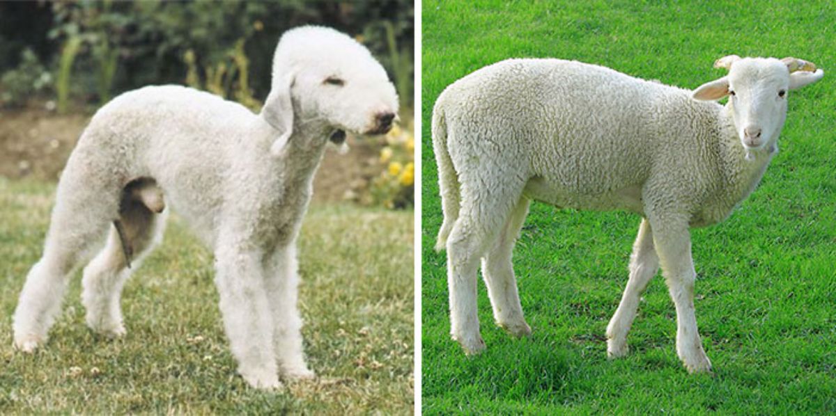 1 photo of white bedlington terrier and 1 photo of a sheep
