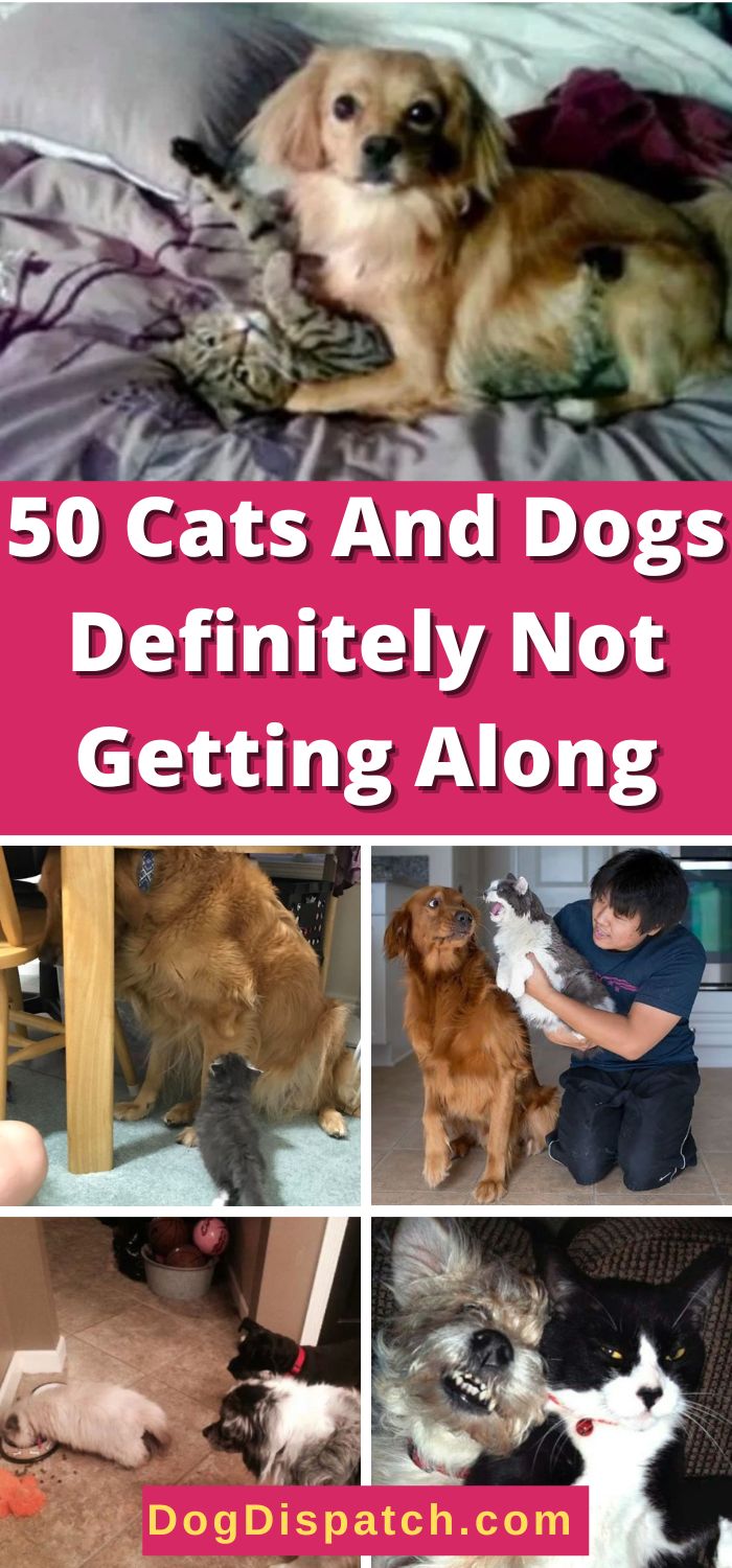 50-cats-and-dogs-definitely-not-getting-along-dog-dispatch