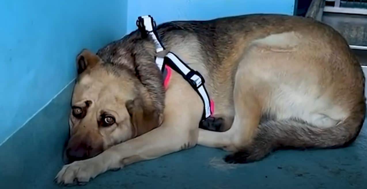 Terrified Shelter Dog Hides In The Corner Until A Special Person Steps