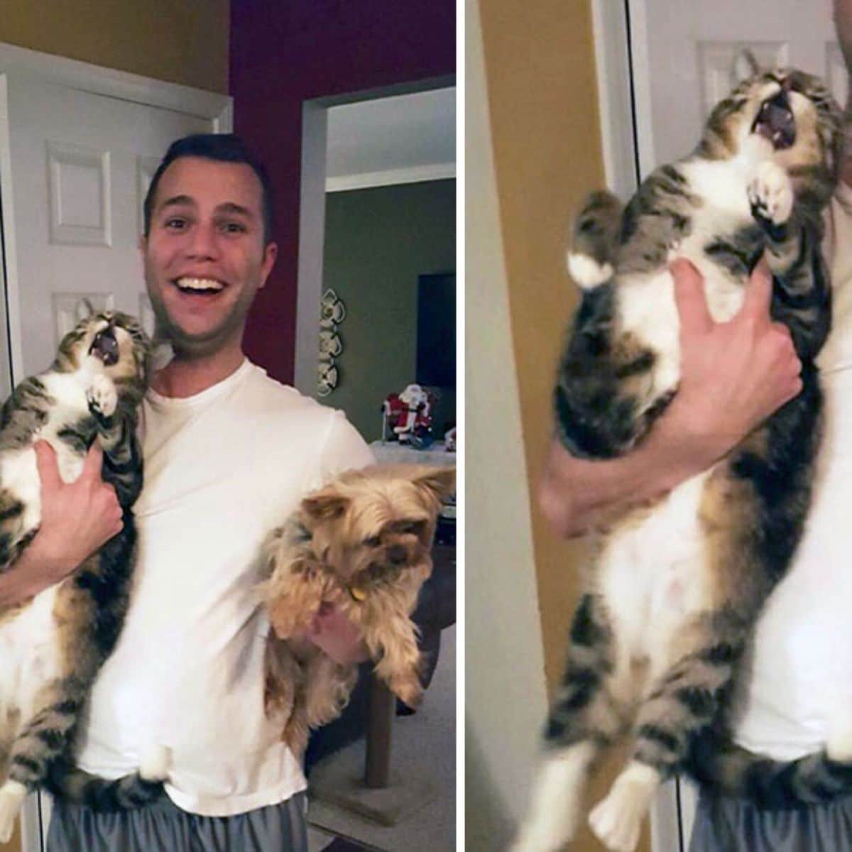a man holding a screaming grey and white tabby cat on one hand and a fluffy brown small dog on the other and seocnd photo of a close up of the cat