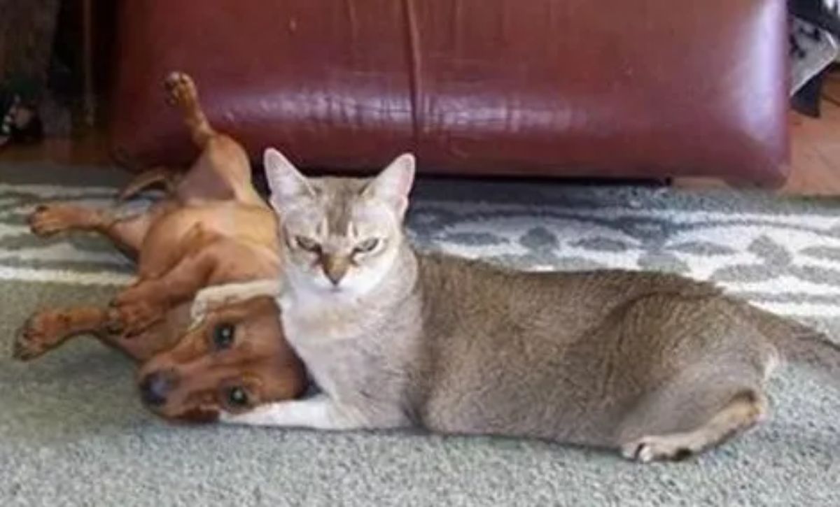angry grey cat laying on the floor next to a brown dachshund and holding the paws around the dog's head