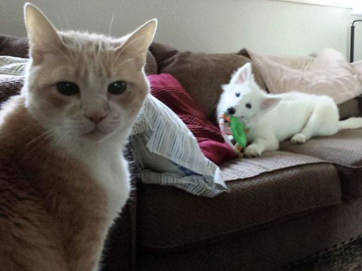 angry orange and white cat looking at the camera with a fluffy white dog playing with a green toy on a brown sofa