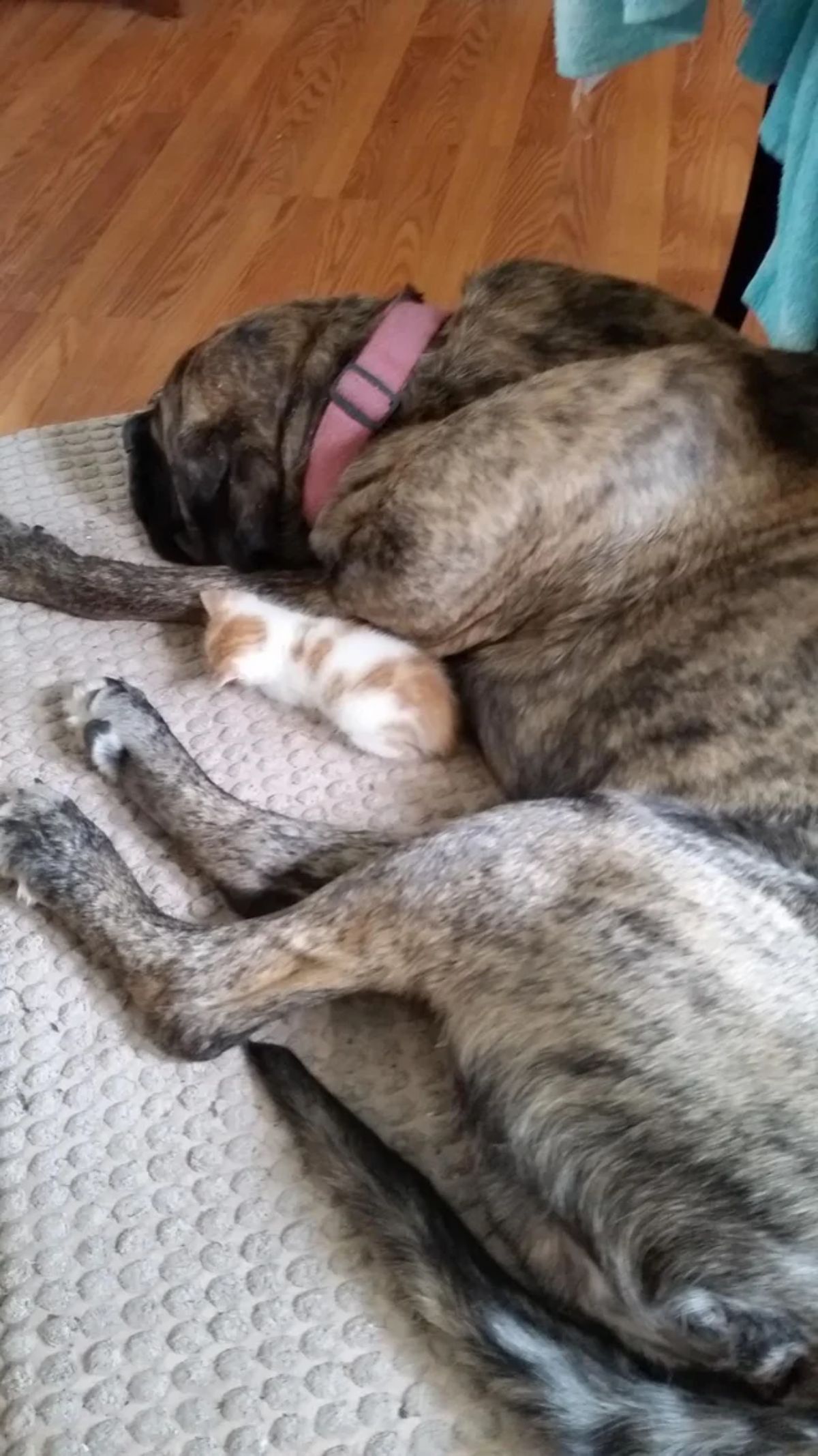 black and brown brindle dog laying on a white blanket with a tiny white and orange kitten