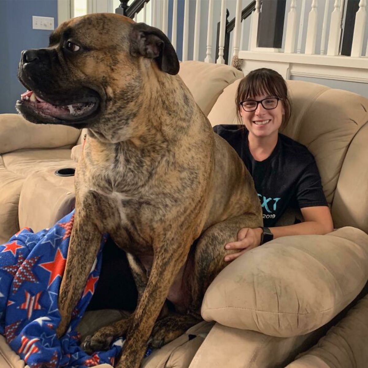 black and brown brindle dog sitting on a woman's lap