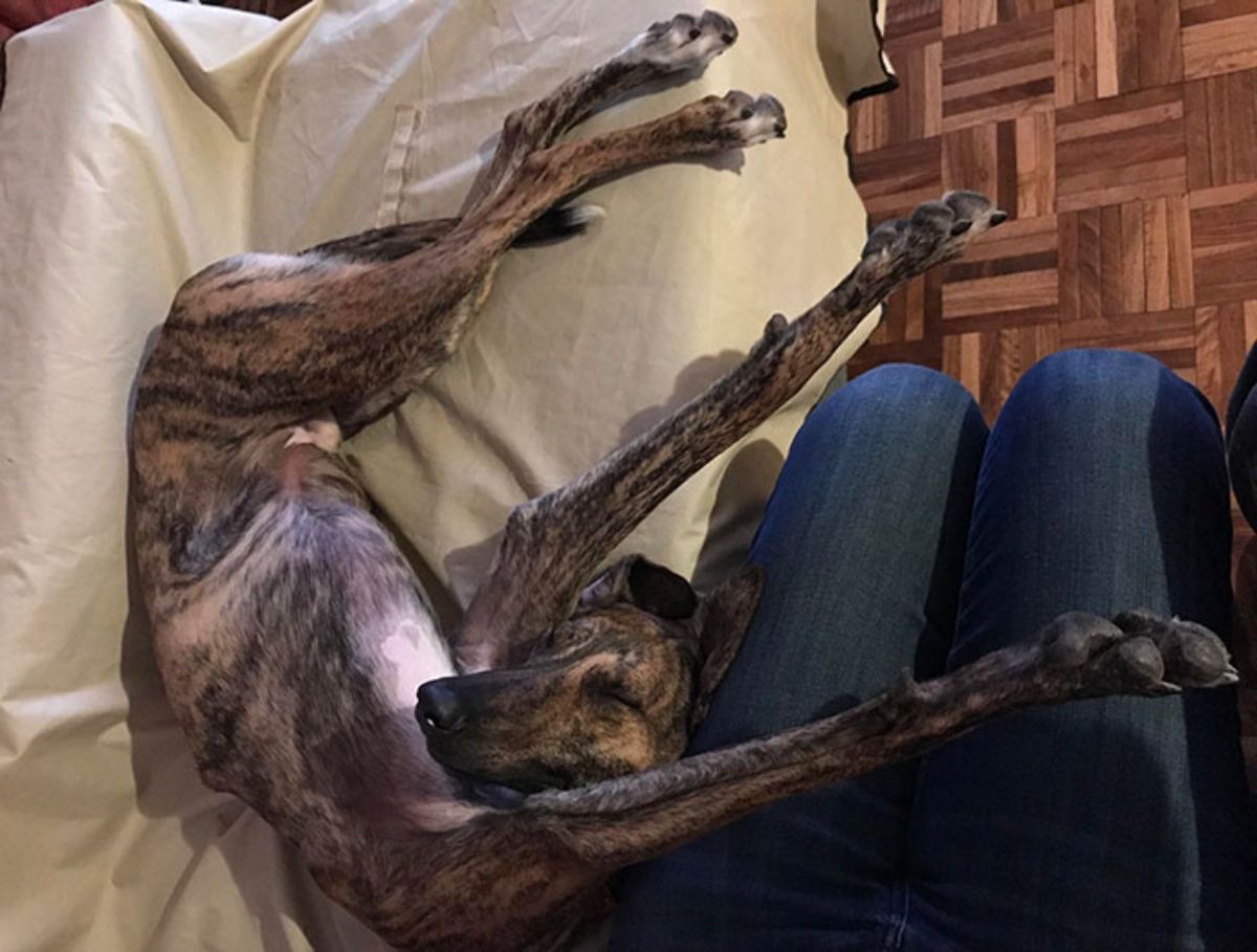 black and brown brindle dog sleeping belly up with the legs stretched out