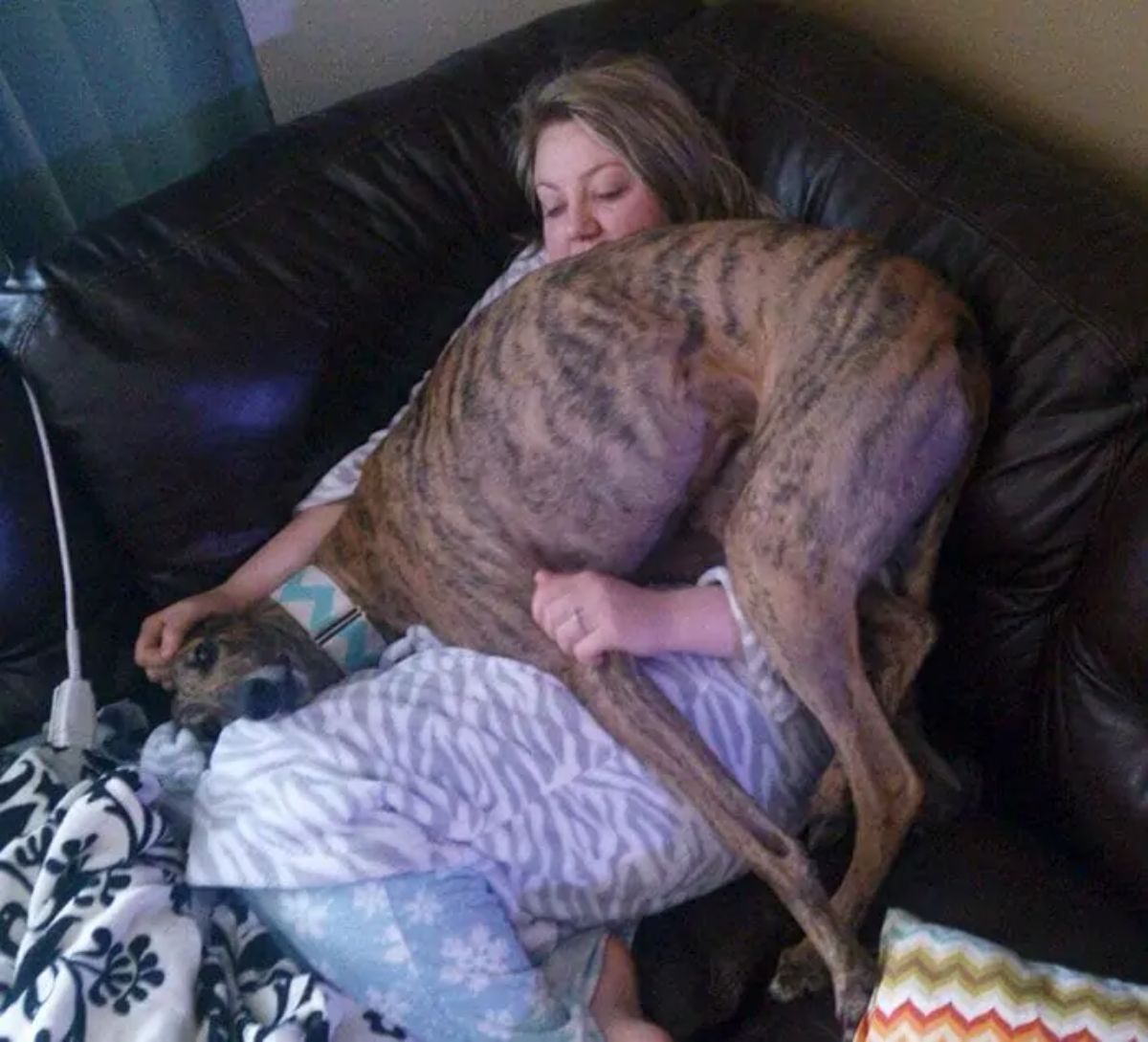black and brown brindle greyhound laying on a woman's lap
