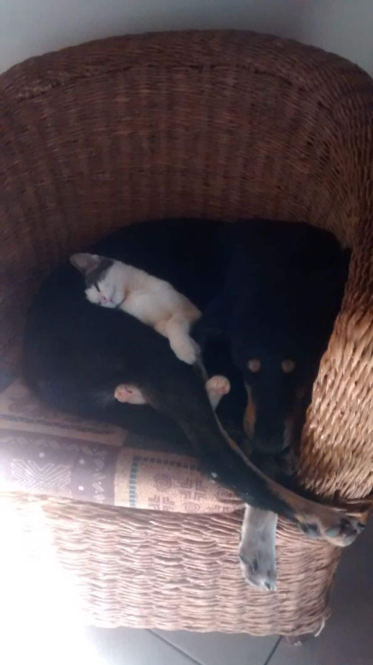 black and brown dog cuddling and sleeping with a grey and white kitten