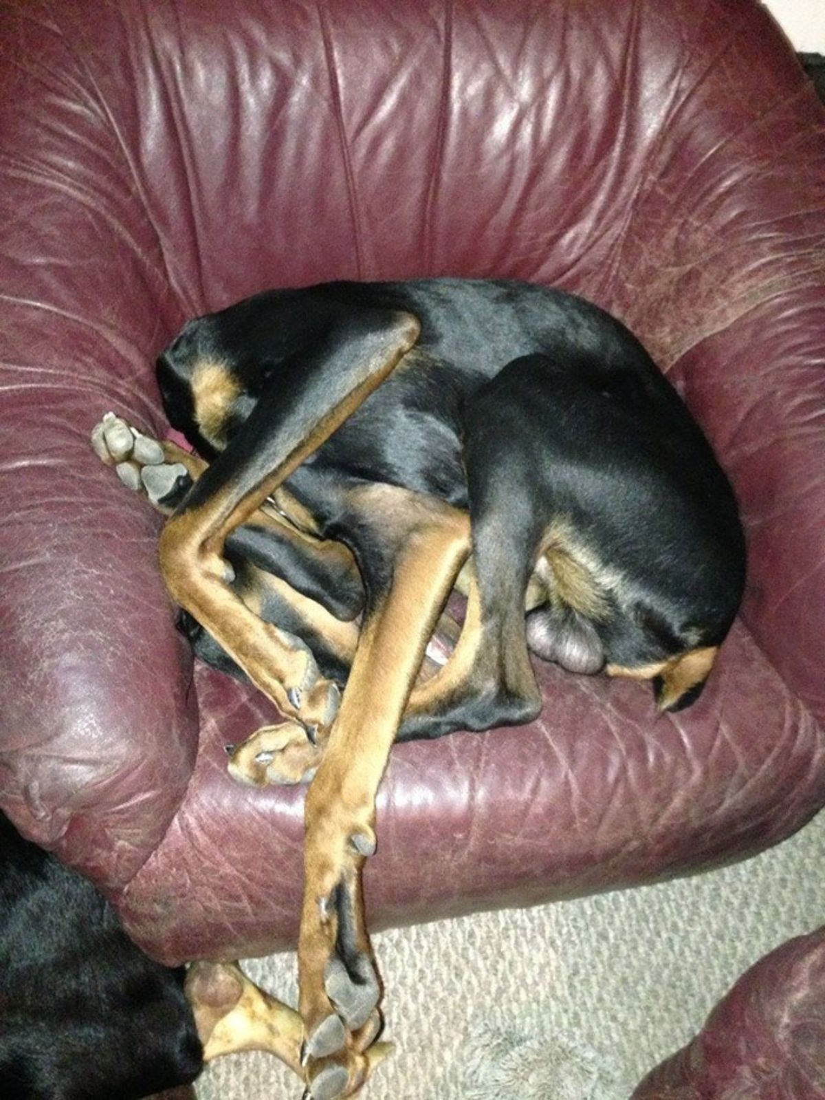 black and brown dog sleeping on a red chair in a contorted position