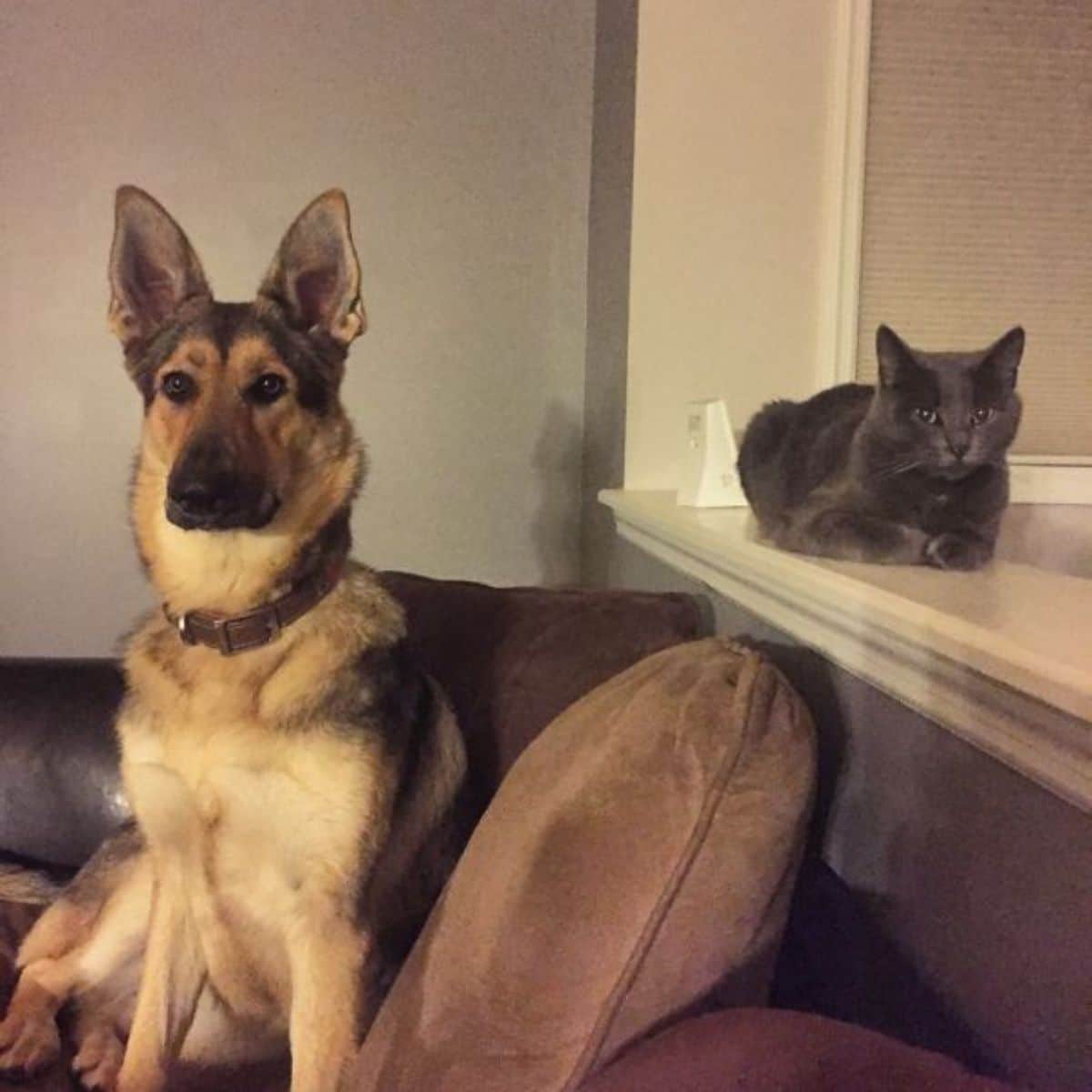 black and brown german shepehrd sitting on a brown sofa with a grey cat sitting on a counter