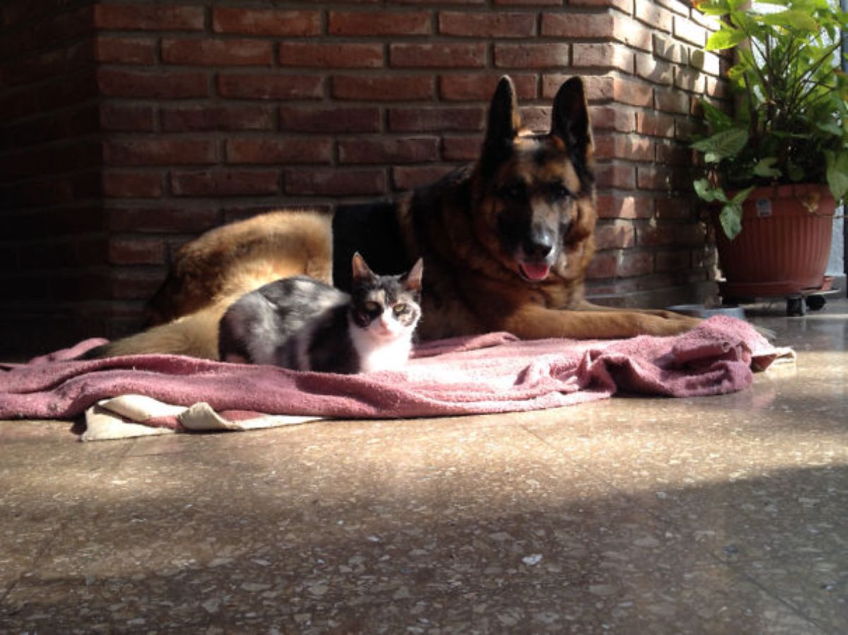 black and brown german shepherd laying on a pink blanket outside next to a grey orange and white cat