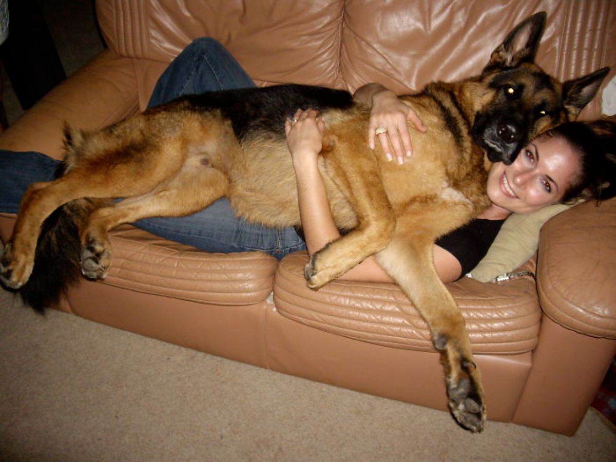 black and brown german shepherd laying on top of a woman laying down on a brown sofa