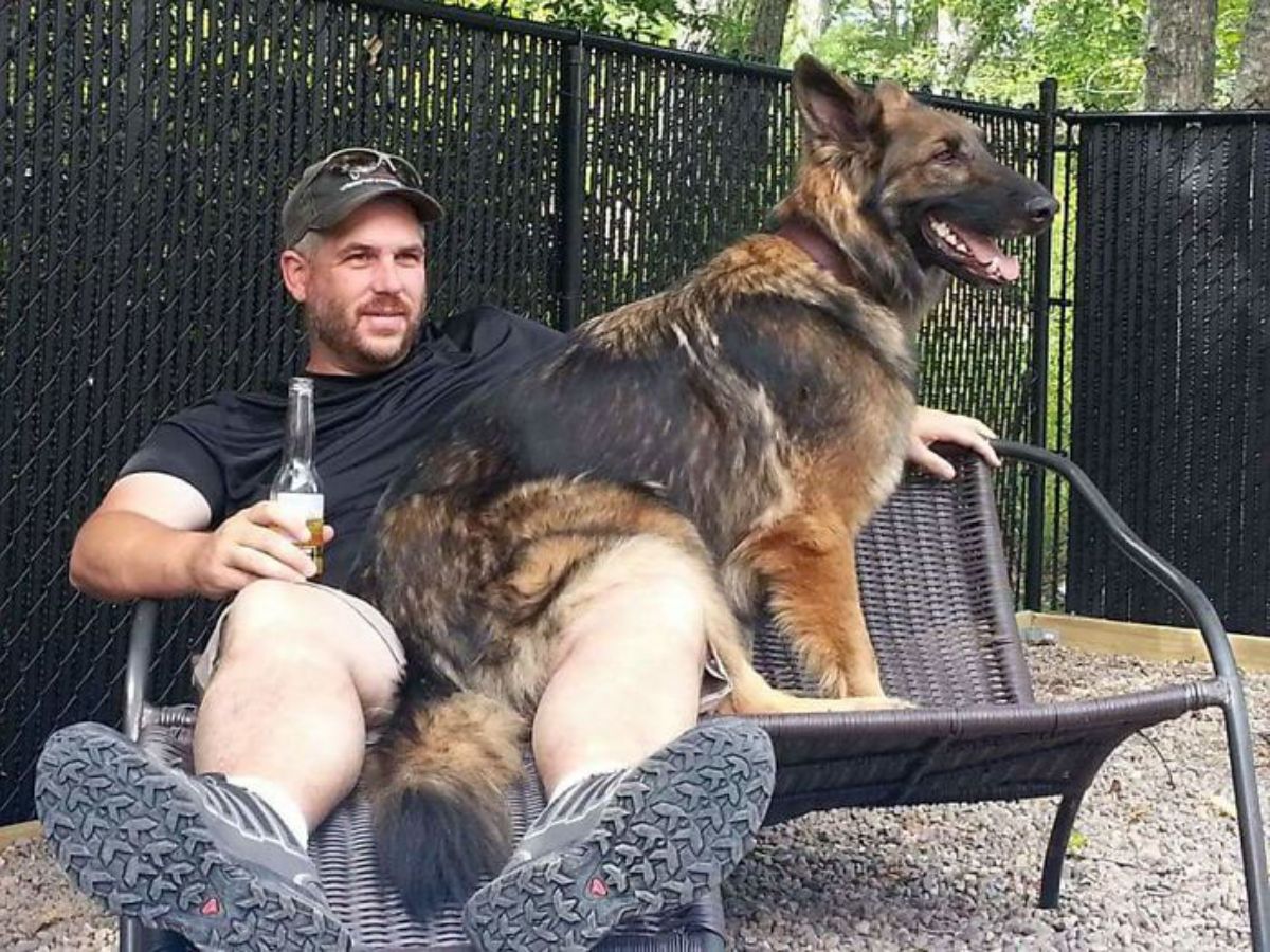 black and brown german shepherd sitting on a man's lap
