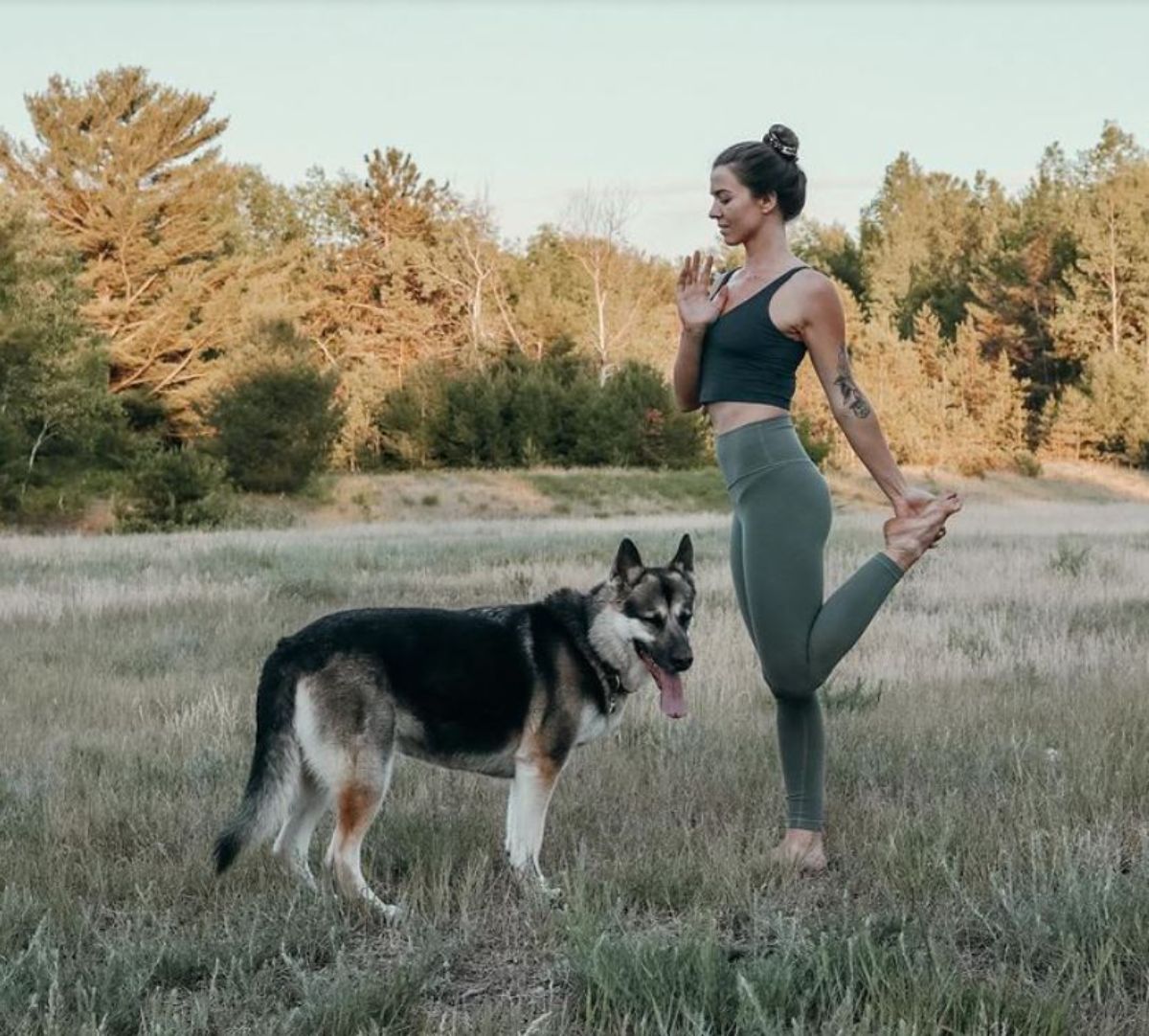 black and brown german shepherd standing by a woman doing yoga in a yard
