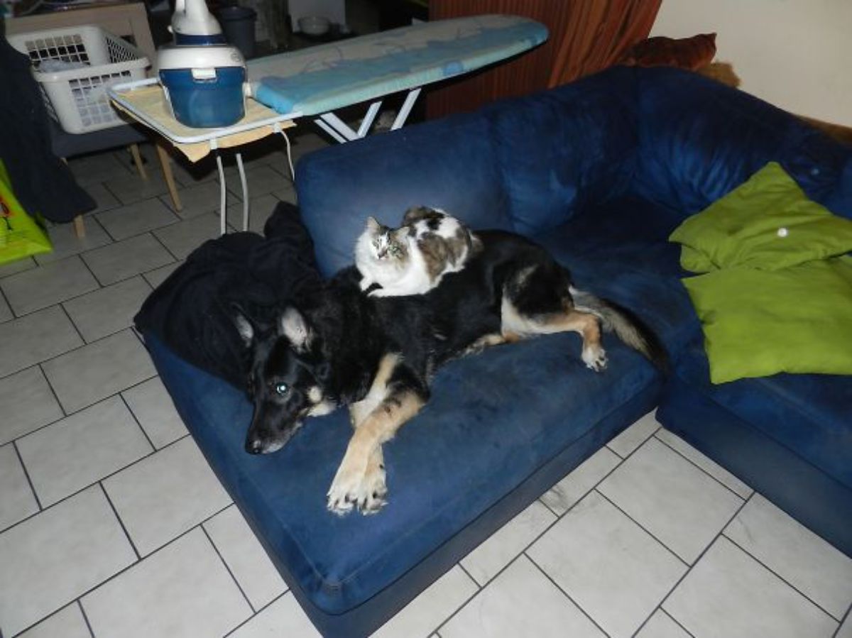 black and brown large dog laying on a blue sofa with a white and grey tabby cat laying on the dog