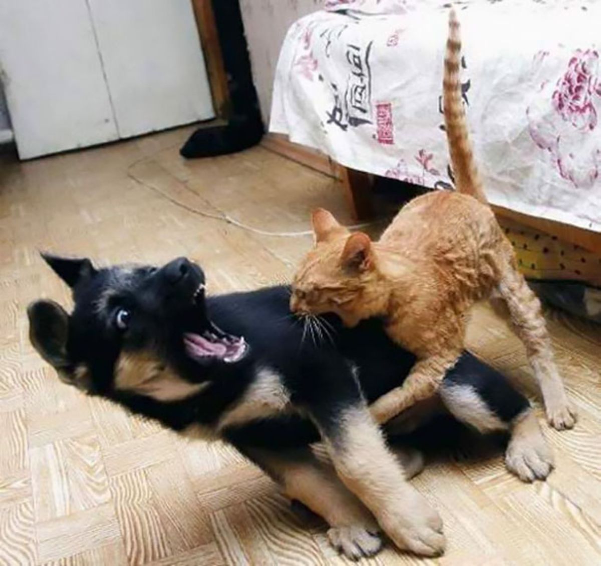 black and brown puppy screaming while being bitten by an orange cat