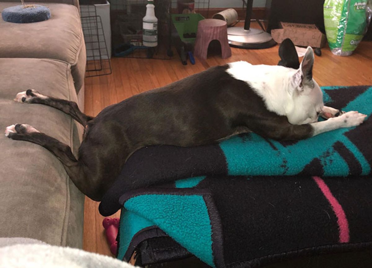 black and white boston terrier sleeping on blankets with the back legs on the brown sofa behind it