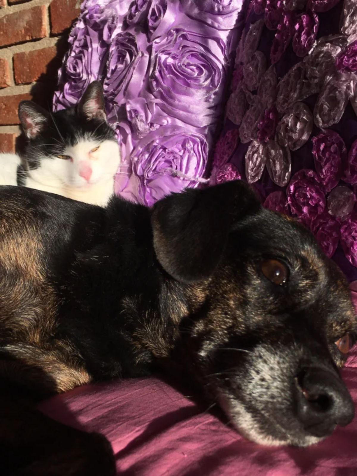 black and white cat cuddling with a black and brown brindle dog
