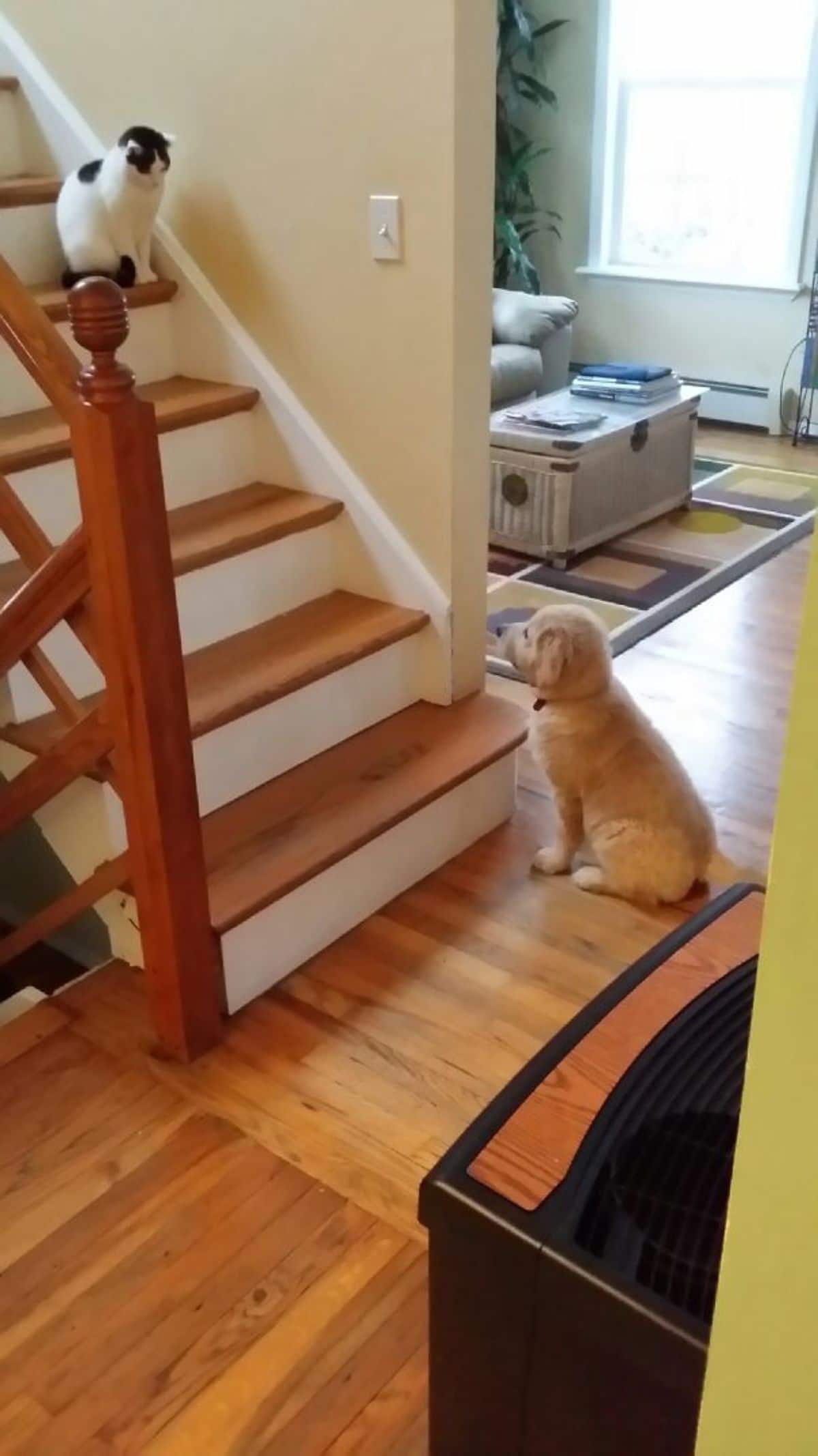 black and white cat sitting on the stairs and staring at a golden retriever puppy at the bottom of the stairs