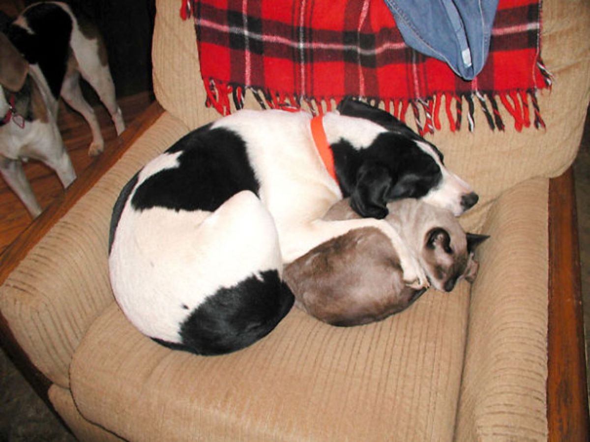 black and white dog cuddling a black and brown siamese cat on a brown sofa
