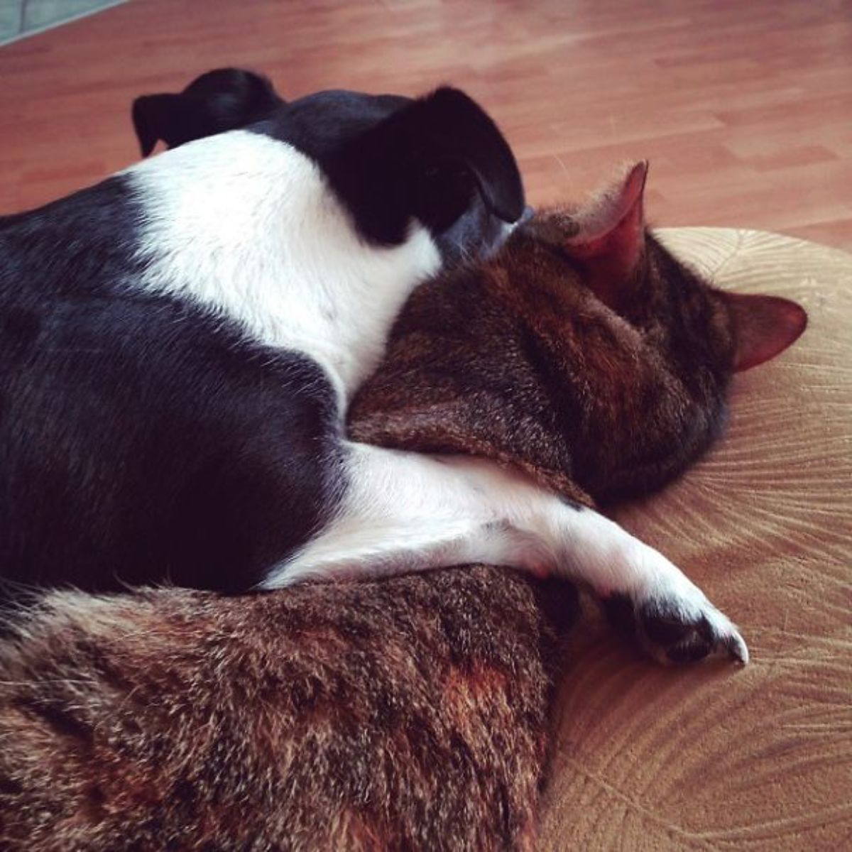 black and white dog cuddling with a brown tabby cat