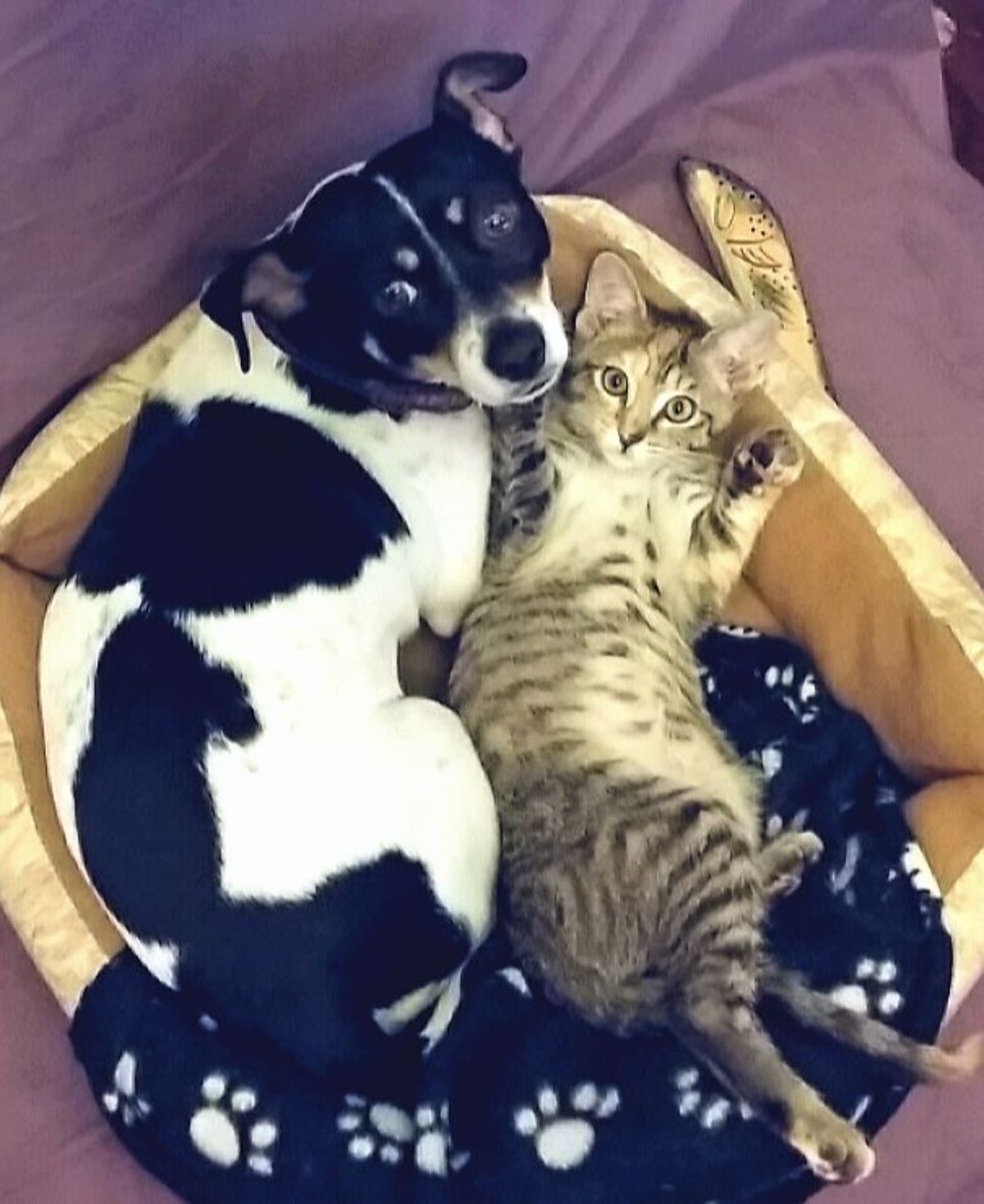 black and white dog laying on a brown dog bed with a grey tabby cat laying belly up