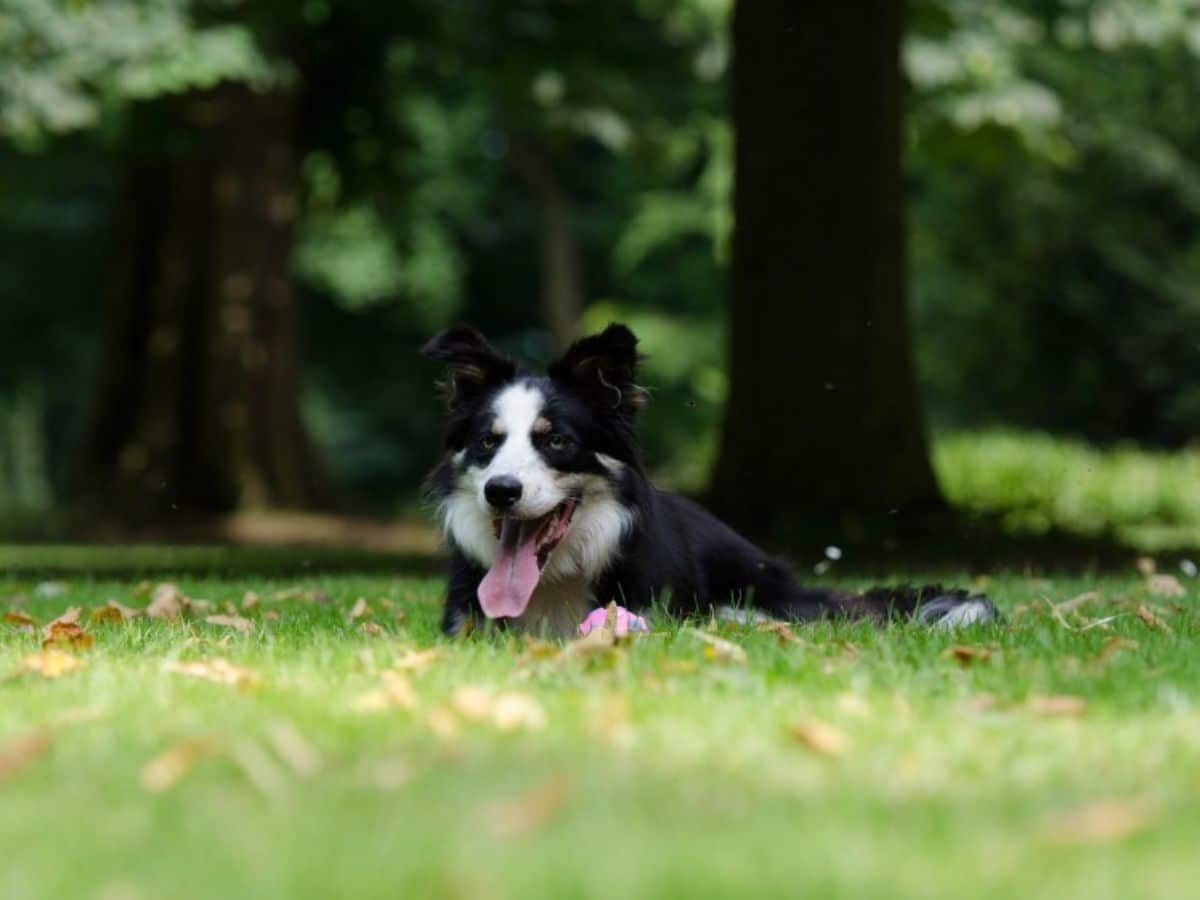 black and white dog laying on grass