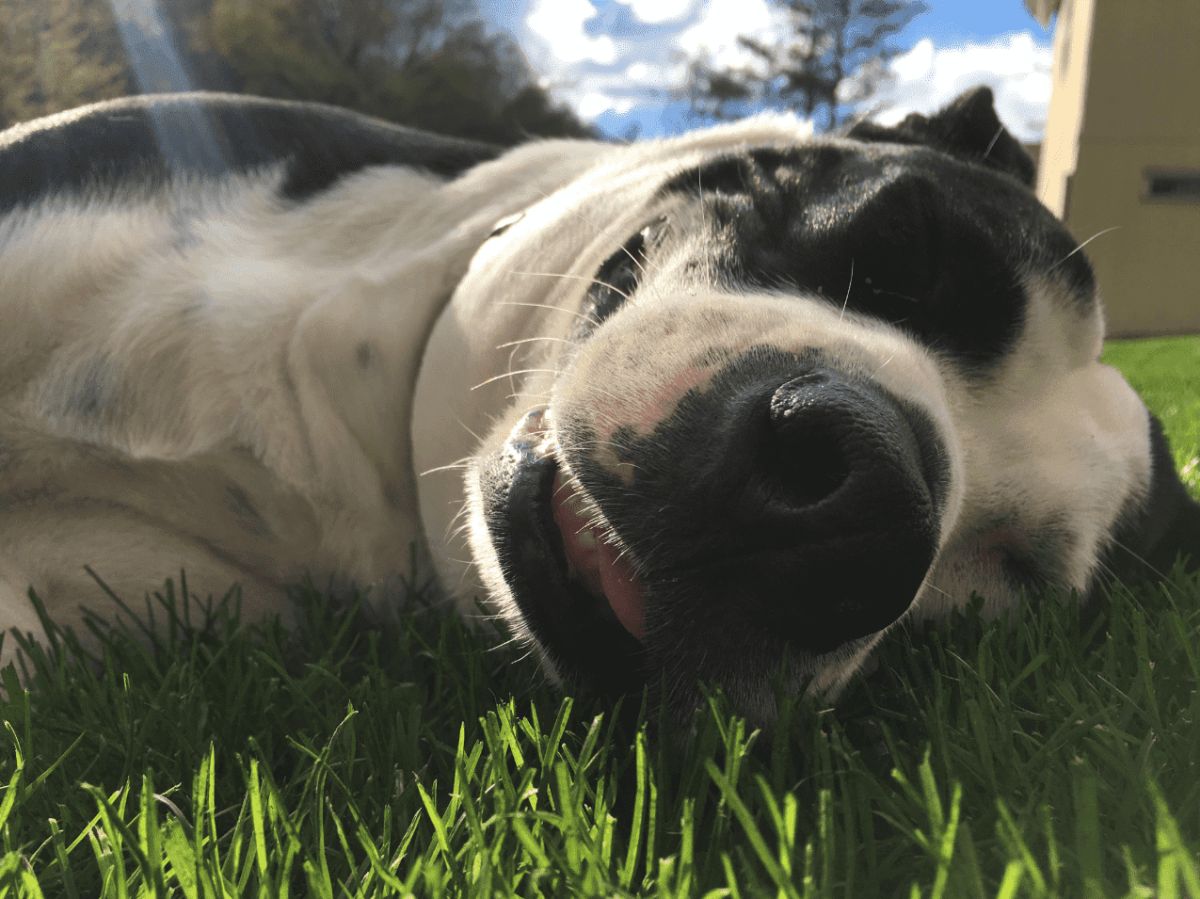 black and white dog laying sideways on grass