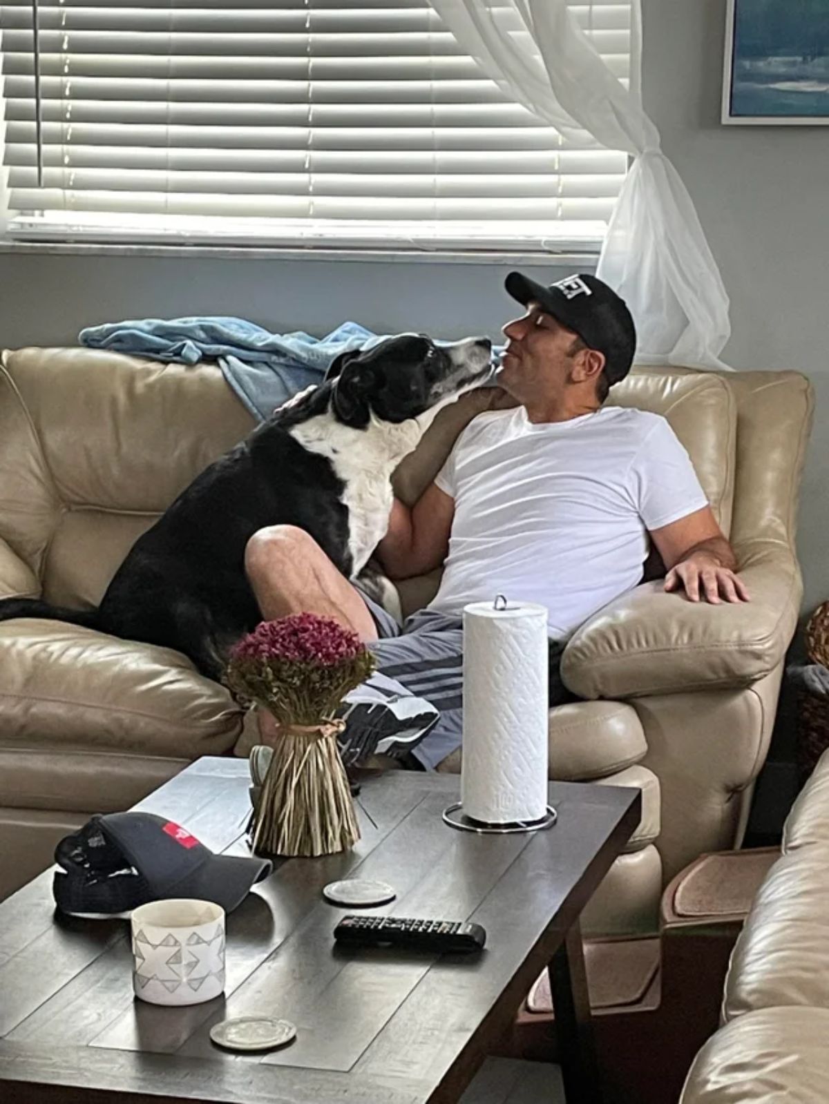 black and white dog on a beige sofa licking a man's face