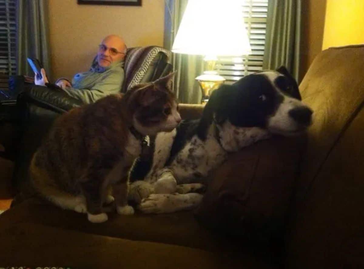 black and white dog on a sofa looking scared by a grey and white cat staring at the dog