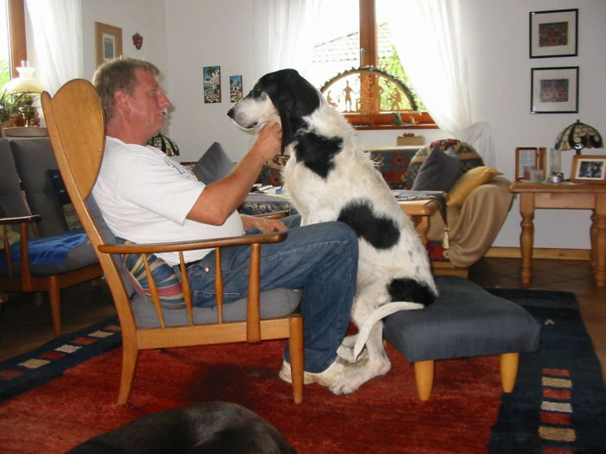 black and white dog sitting on its haunches on a blue stoom opposite a man on a chair and the man is petting the dog