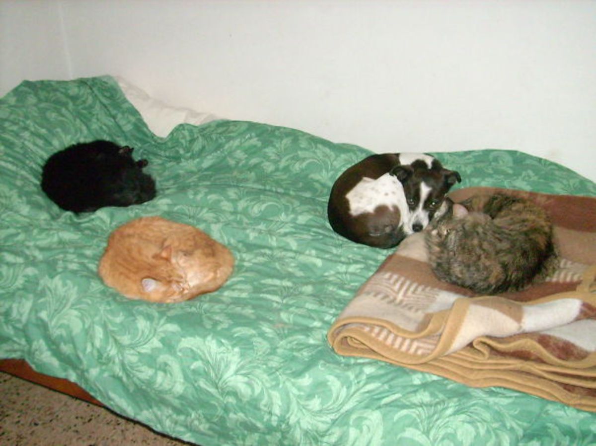 black and white dog sleeping next to a fluffy brown and black cat with a black cat and and orange cat on the same green bed