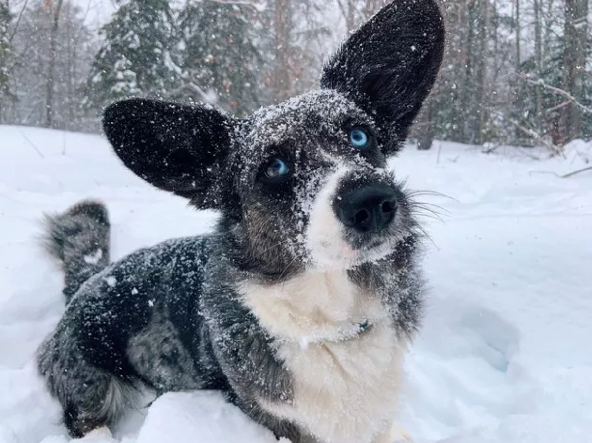 black and white dog standing in snow and covered in snow