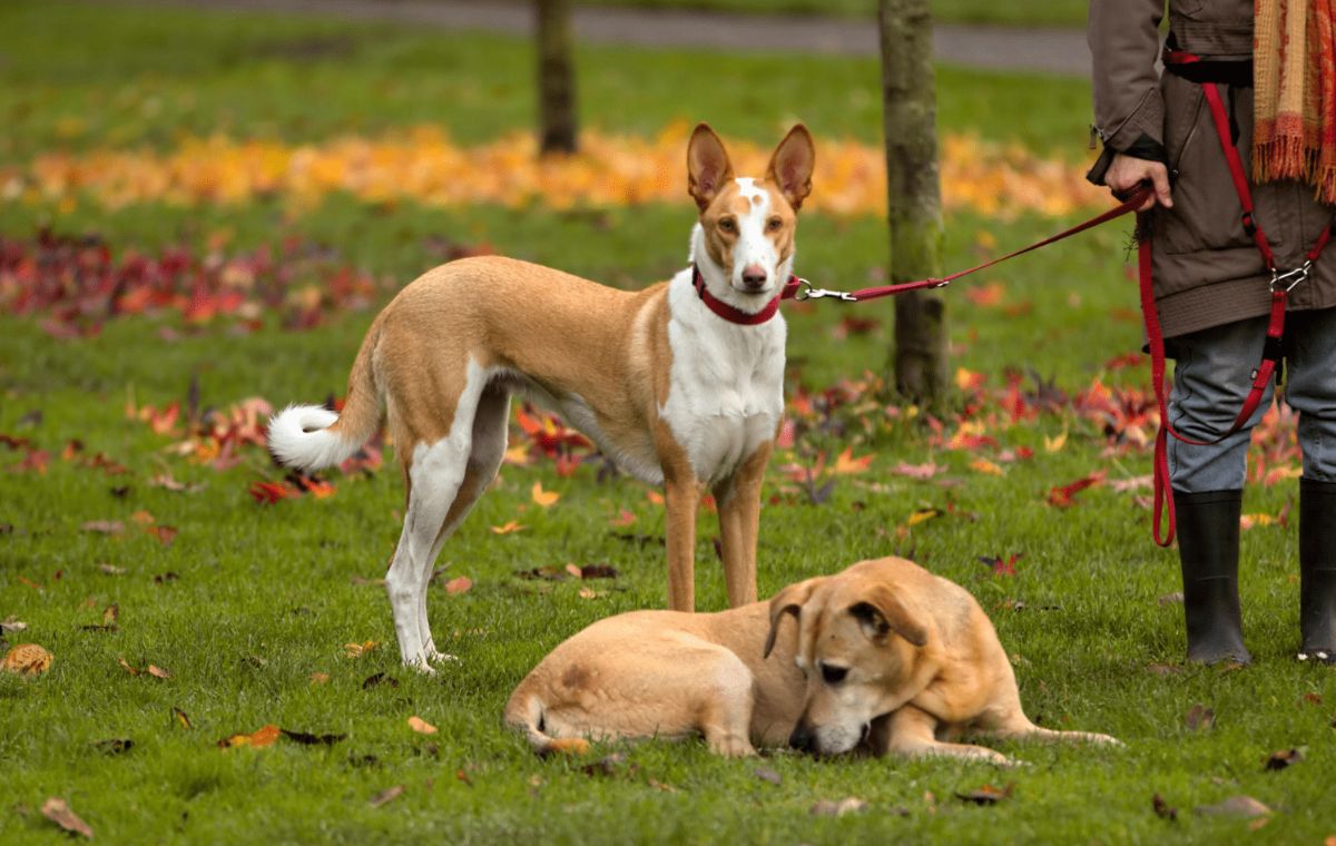 black and white dog standing on grass on leash and brown dog laying on the grass