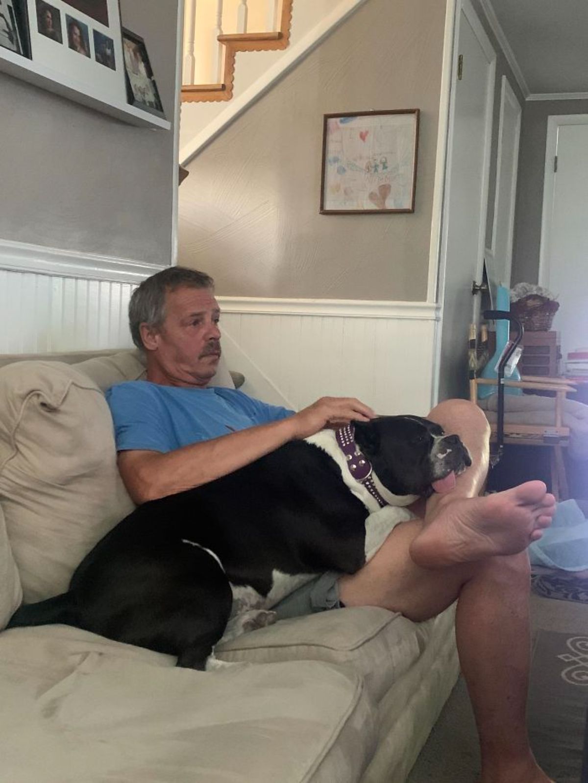 black and white dog with the tongue sticking out the side laying on a man's lap and getting petted