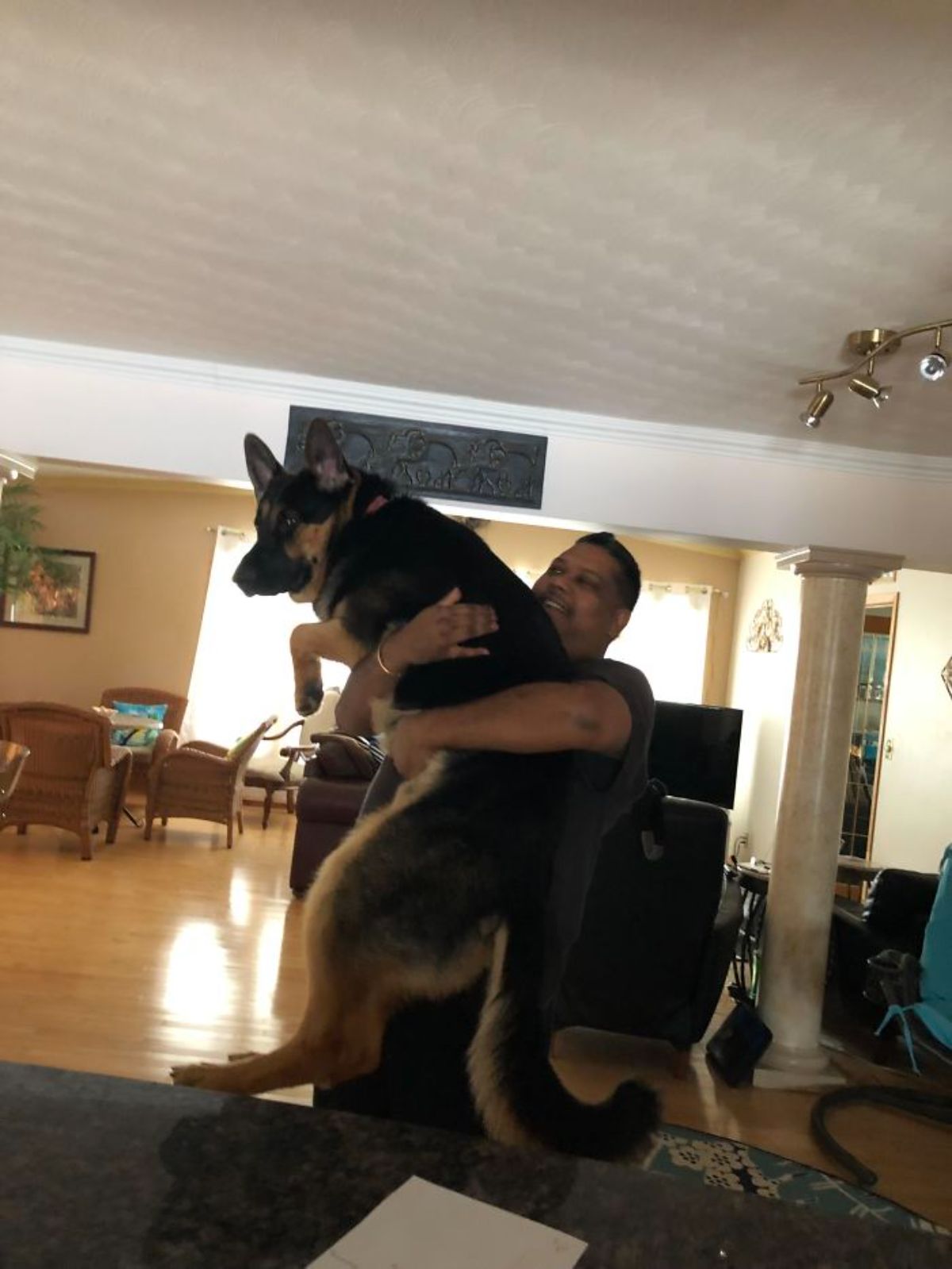 black and white german shepherd being carried by a man