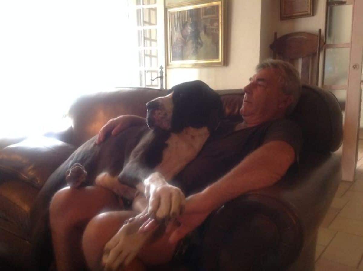 black and white great dane laying on an old man