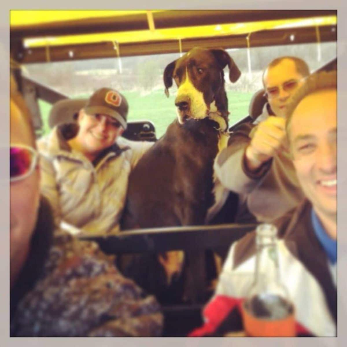 black and white great dane sitting in a vehicle between a woman and a man