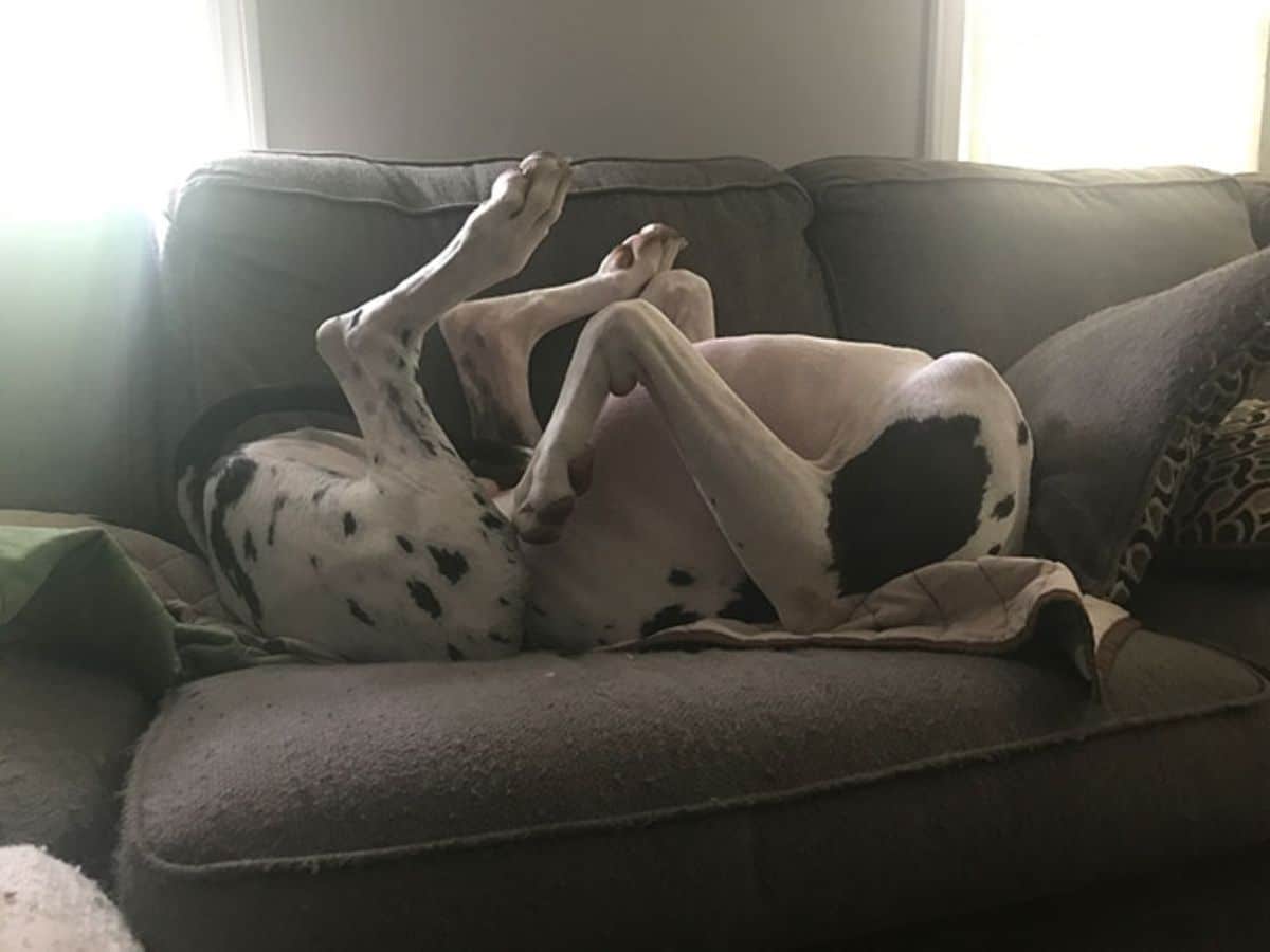 black and white great dane sleeping on a brown sofa belly up with the head turned away from the camera