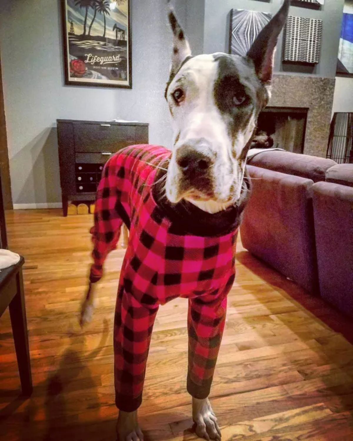 black and white great dane wearing a black and red plaid onesie