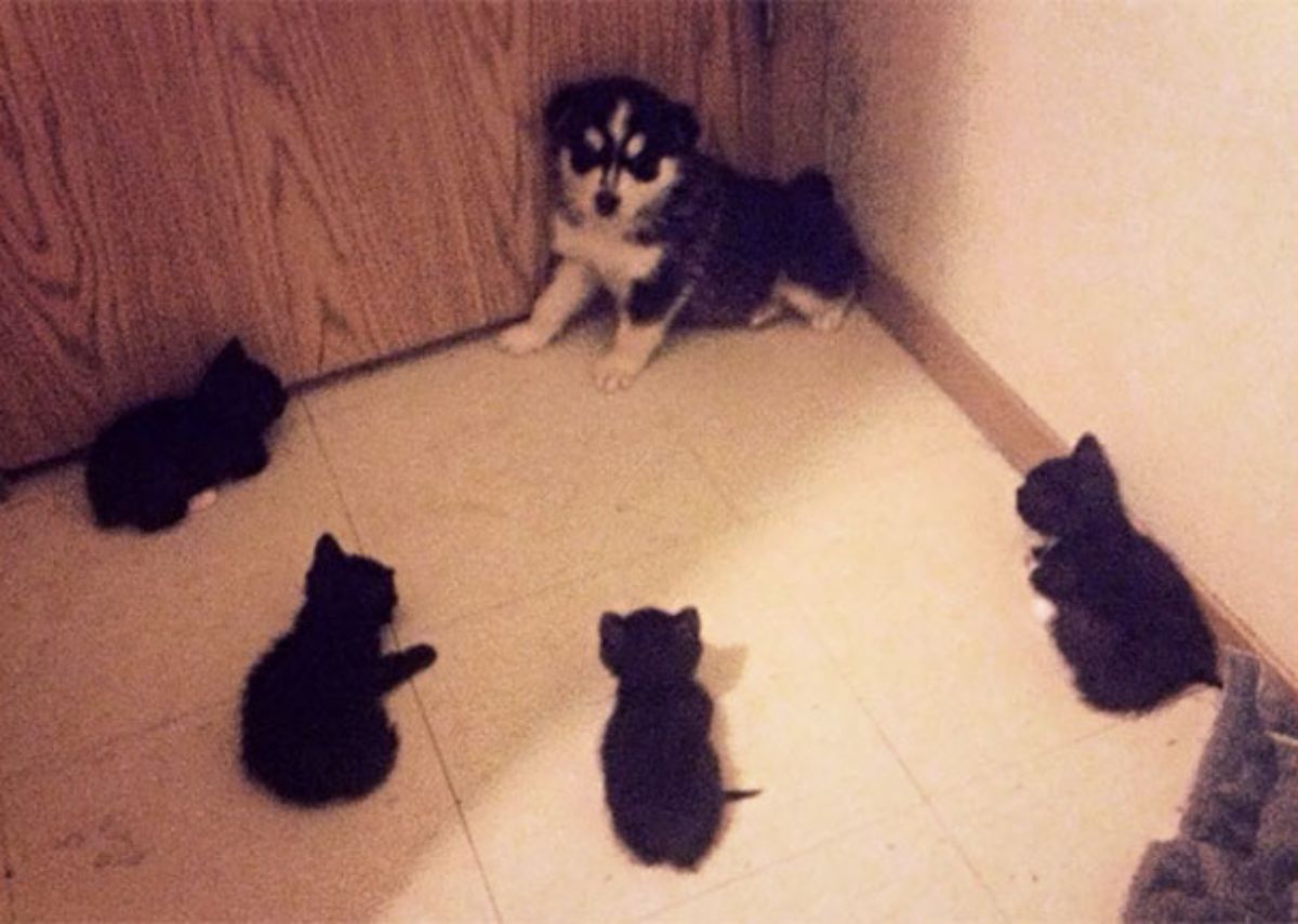 black and white husky in a corner with four black kittens staring at it