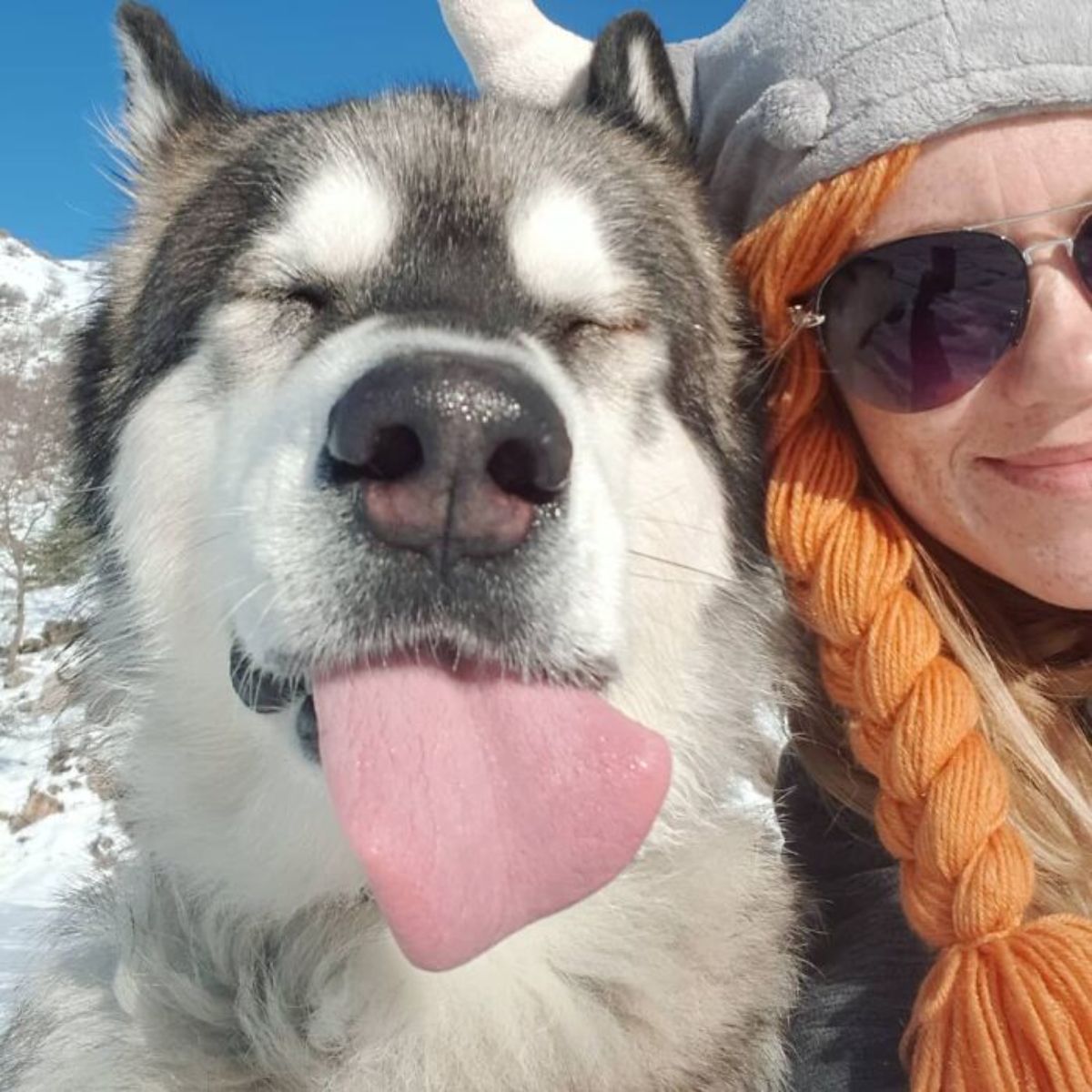black and white husky in the snow in a selfie with a woman
