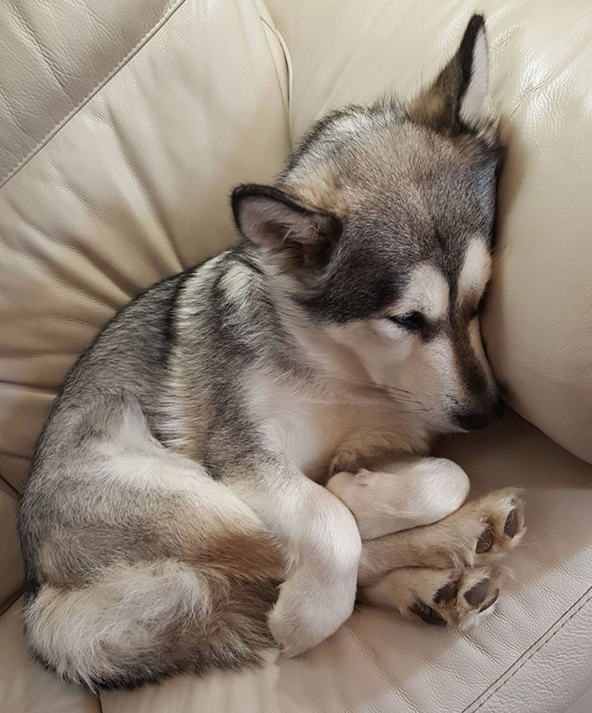 black and white husky sleeping on a white couch and tucking its own feet with a paw