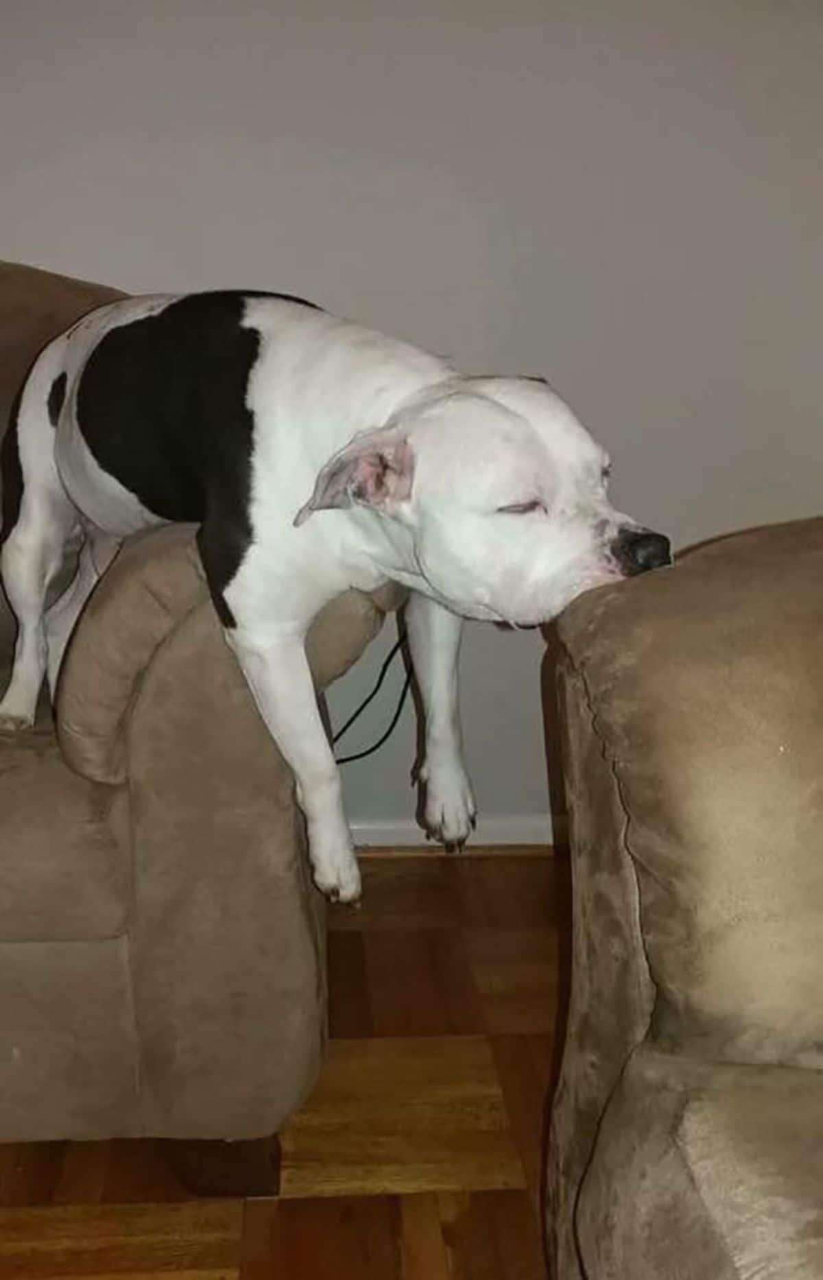 black and white pitbull laying on a brown chair's armrest with the chin on another brown chair's armrest