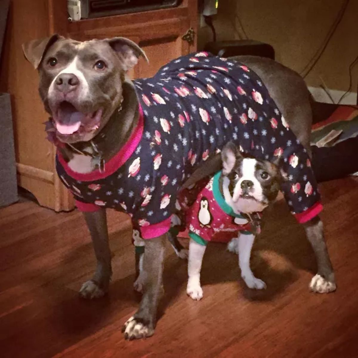 black and white pitbull wearing black santa claus themed onesie and black and white boston terrier wearing red and green penguin onesie