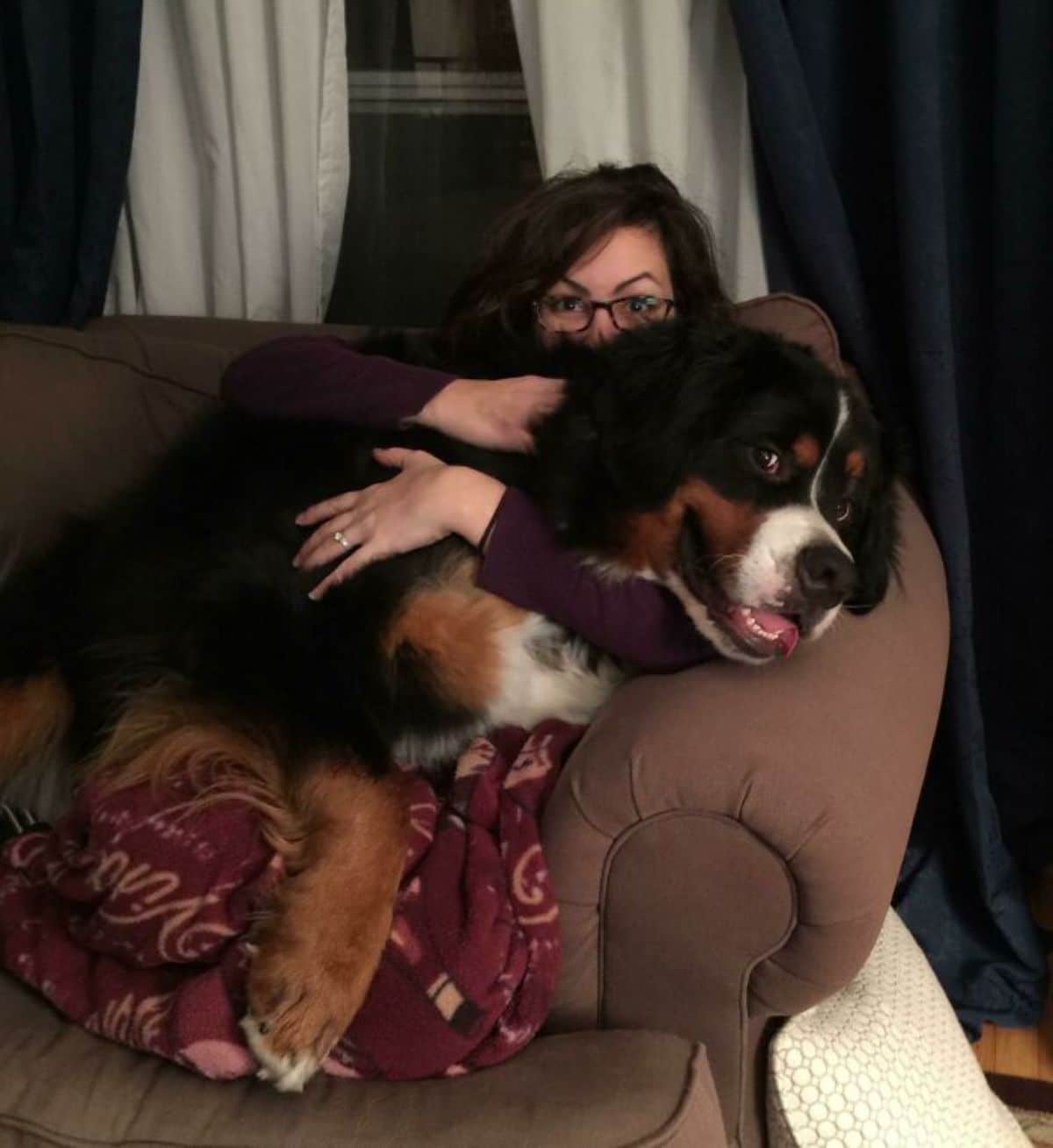 black brown and white bernese mountain dog laying on a woman being hugged by her