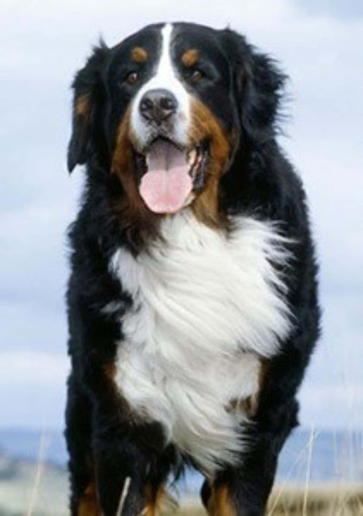 black brown and white bernese mountain dogs standing in the wind