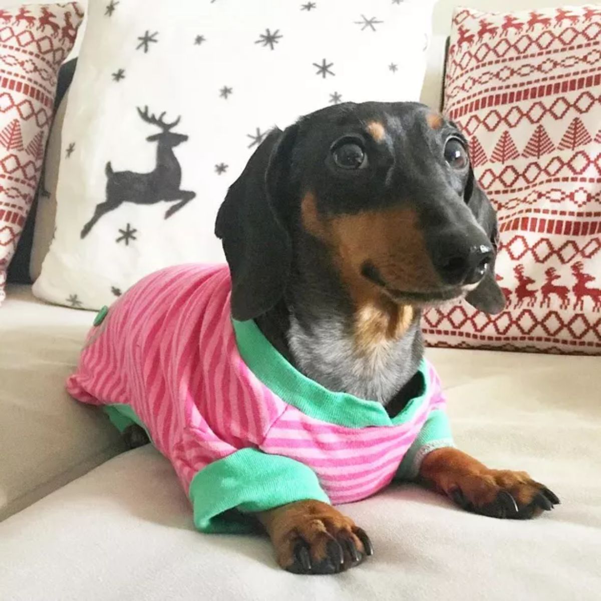 black brown and white dachshund wearing a green and pink onesie
