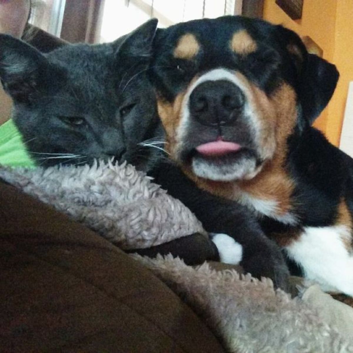 black brown and white dog with the tongue sticking out slightly cuddling with a grey cat