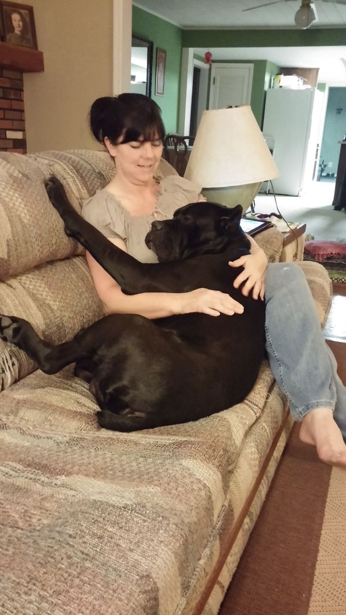 black cane corso laying on a woman's lap and a brown sofa
